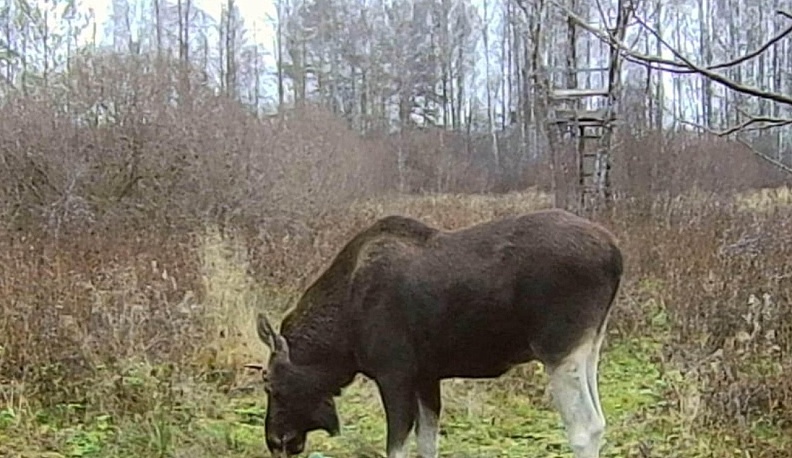 На дорогах Калужской области с начала года пострадали 125 диких животных