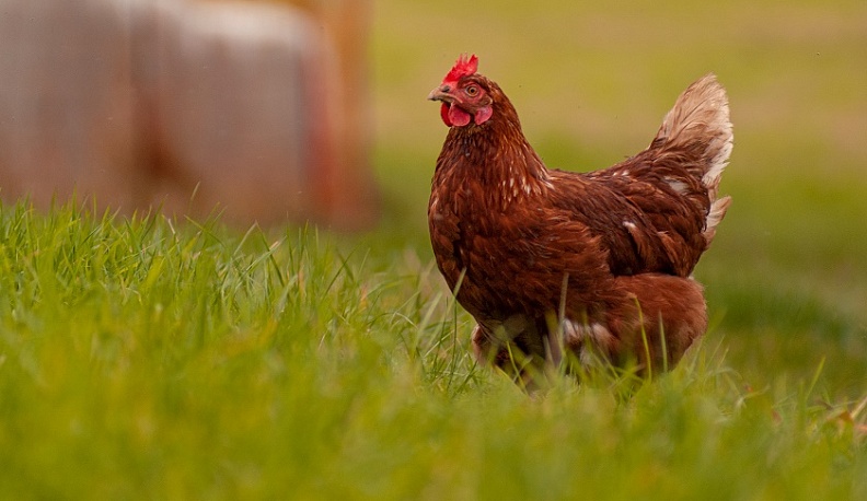 Калужского фермера подозревают в распространении птичьего гриппа