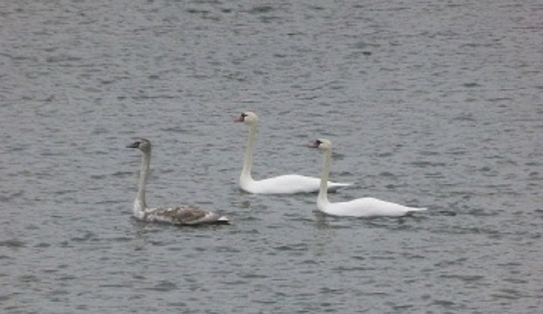 Редких зимних птиц заметили в Калужской области