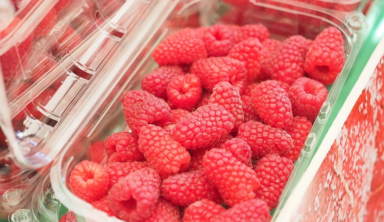 Ягодники из нескольких регионов изучают опыт своих хвастовичских коллег