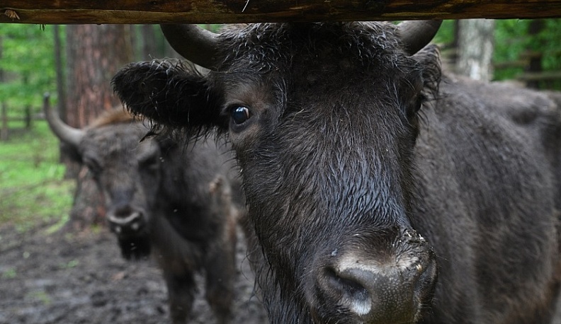 Настоящий выпускной устроили для молодых зубров в национальном парке «Угра»