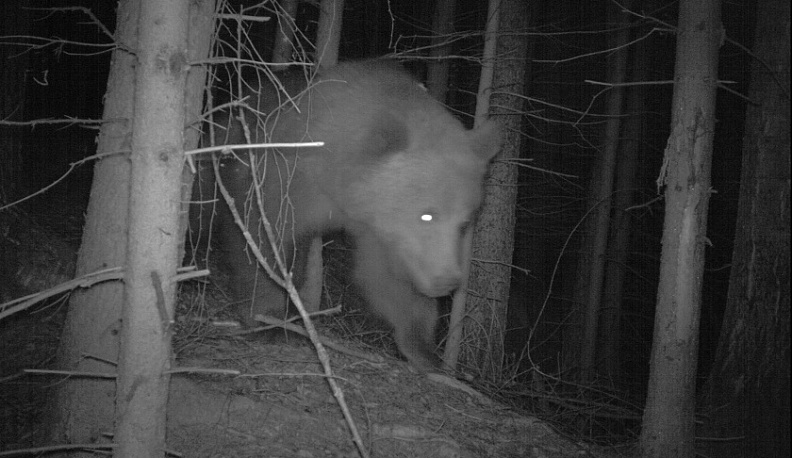 В Калужский заповедник забрел медвежонок