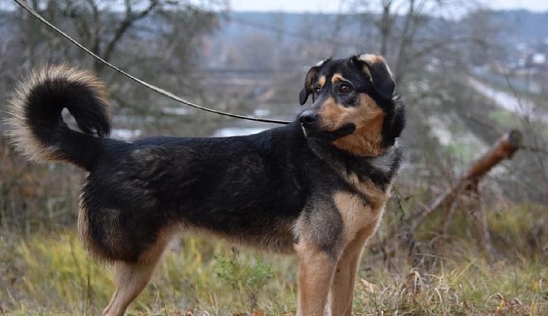 Обнинская собака-инвалид нашла новую семью в Германии