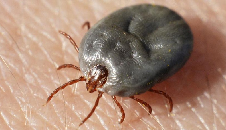 Пир вампиров