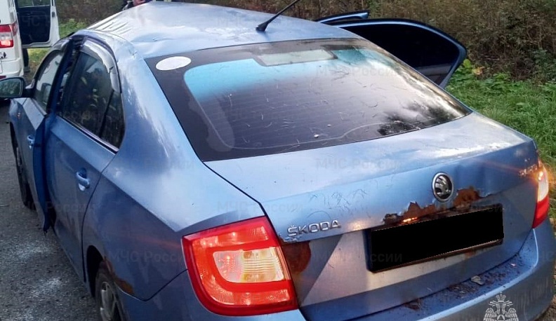 В Козельском районе иномарка сбила лося