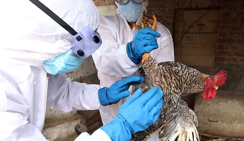 В Калужской области активизируется профилактика высокопатогенного гриппа птиц