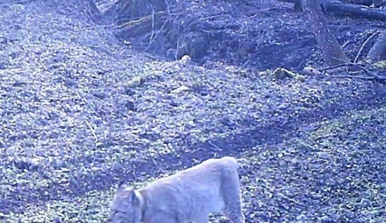 Фотоловушки в "Калужских засеках" запечатлели рысь