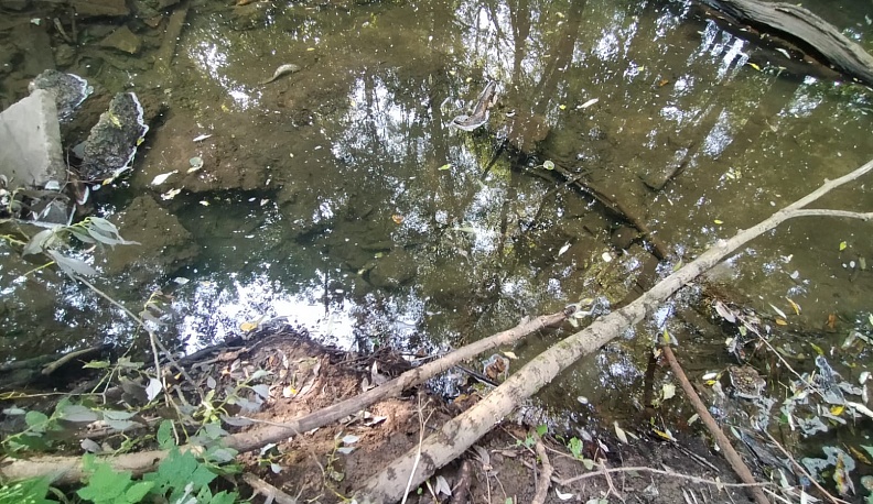 В региональном минприроды прокомментировали ситуацию с гибелью рыбы в реке Репинке