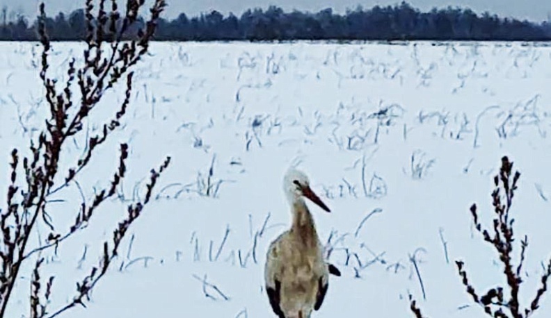 После десятидневного путешествия аист-бродяга вернулся в «Феникс»