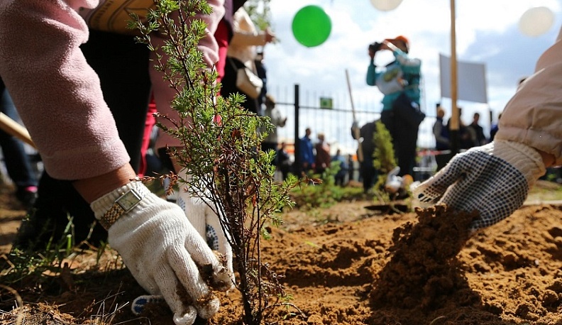 В Калужской области высадили более 140 тысяч саженцев в память о погибших солдатах в годы ВОВ