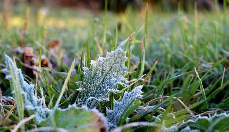 Ночью температура воздуха в Калужской области опустится до нуля