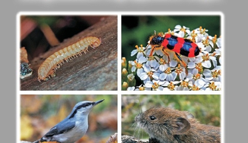 В сборник «Животный мир Калужского городского бора» включены сведения более чем о двух тысячах видах