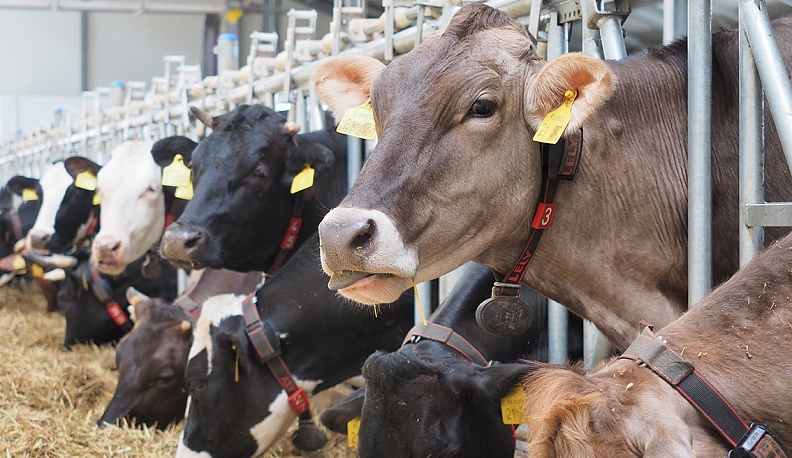 Первый аграрный