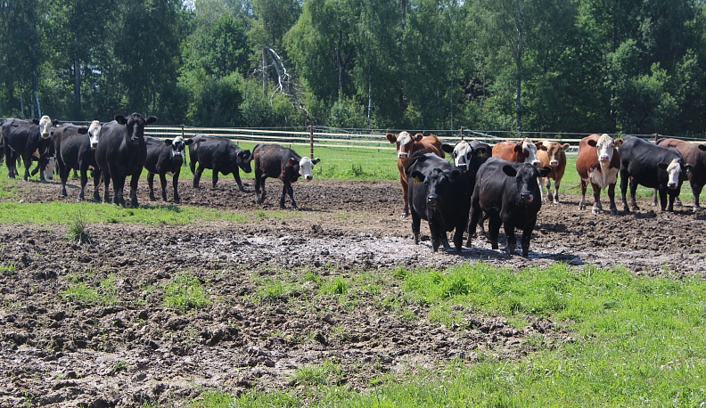 Не хуже бизонов в прериях
