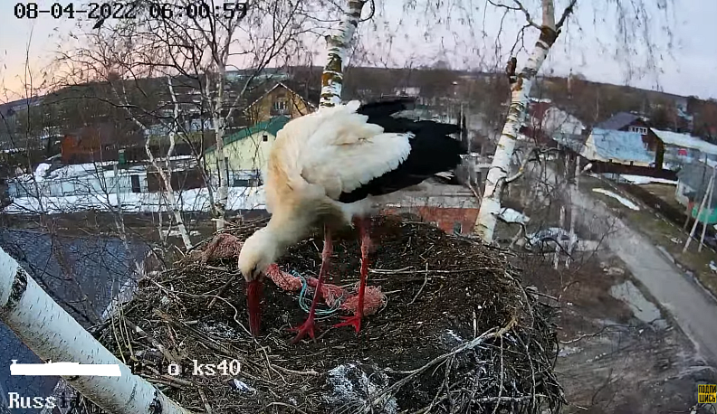 В Калуге снова включили трансляцию из гнезда аистов