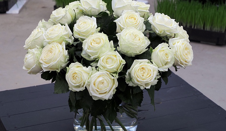 Калужская область поставила более 3,6 миллиона цветов в регионы России и Беларусь