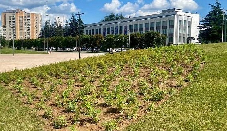 В Обнинске высадят тысячу кустов рябинника