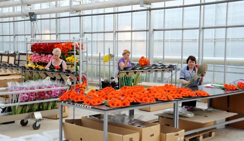 "Розовый сад" в Малоярославце купили швейцарцы