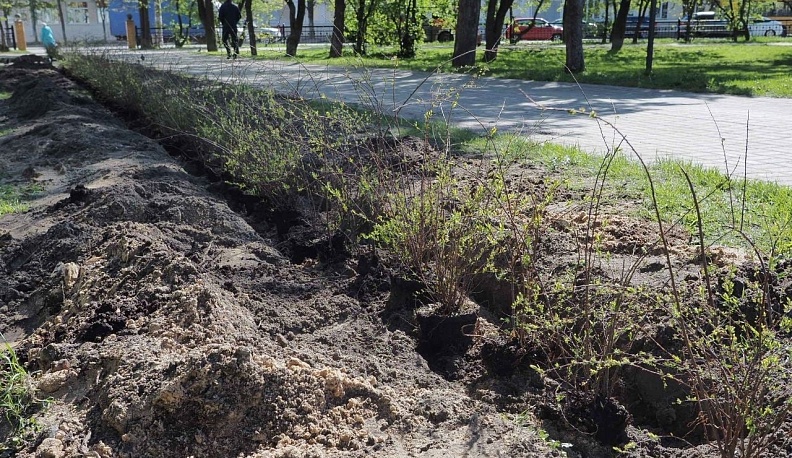 В Калуге высадили спиреи в рамках акции «Сад Памяти»