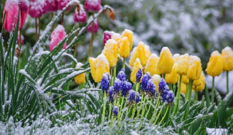 В ближайшие три дня в Калужской области ожидаются заморозки