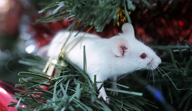 Скоро всем придет мышь!