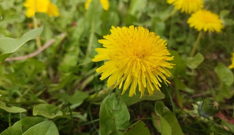 В Калуге немного похолодает