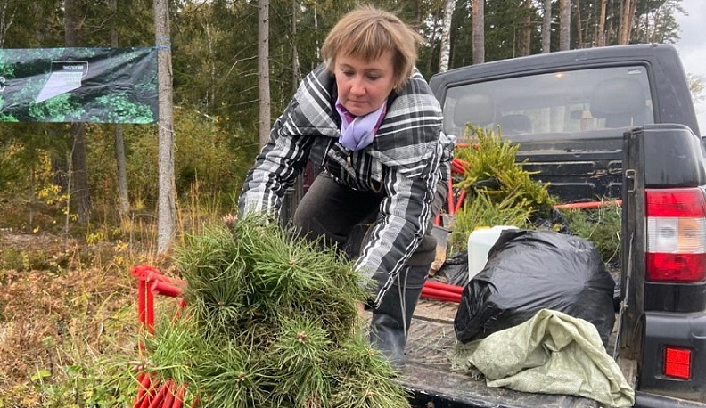 Около 7,5 миллионов деревьев высадили в Калужской области в прошлом году