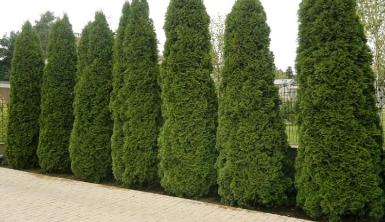 К юбилею Калуги на Правобережье высадят аллею и покатают на воздушном шаре