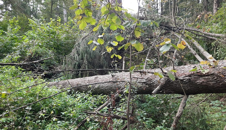 В городском бору в Боровске вырубят сухие и больные деревья