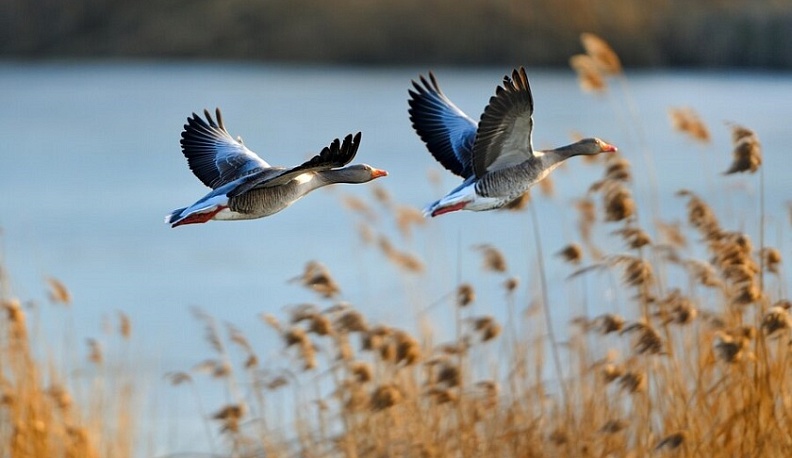 В Калужской области открывается сезон летне-осенней охоты на пернатую дичь