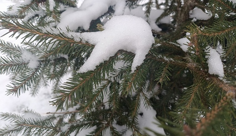 Калужские специалисты проверили саженцы хвойных растений с питомника площадью 28 гектаров