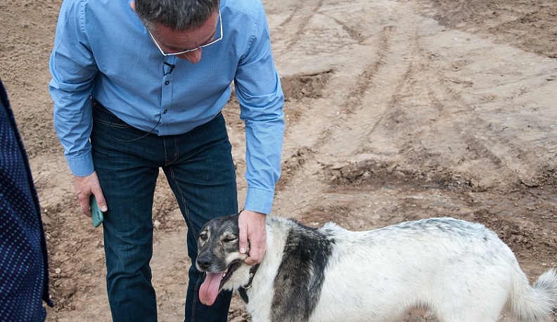 В Калуге появился четвероногий строитель