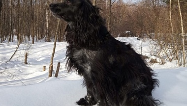 В Калужской области снизилось число бродячих собак