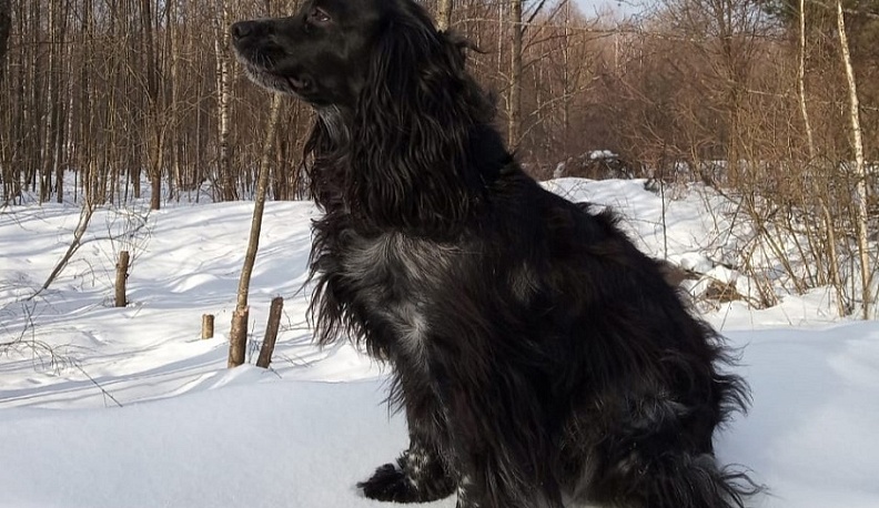В Калужской области снизилось число бродячих собак