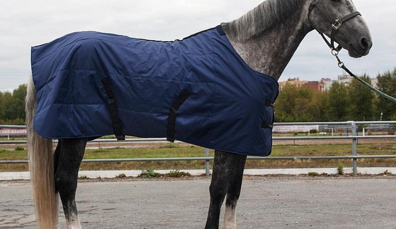В Калужской области ищут хозяев найденной под Тулой лошади