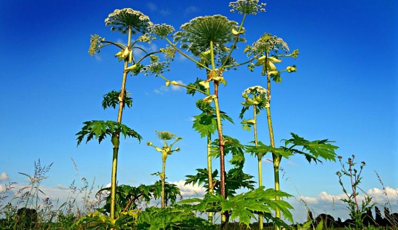 Анатолий Артамонов потребовал усилить борьбу с борщевиком