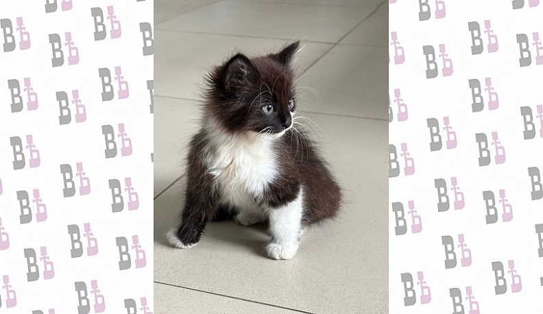 Дмитрий Денисов ищет хозяев для брошенного котенка