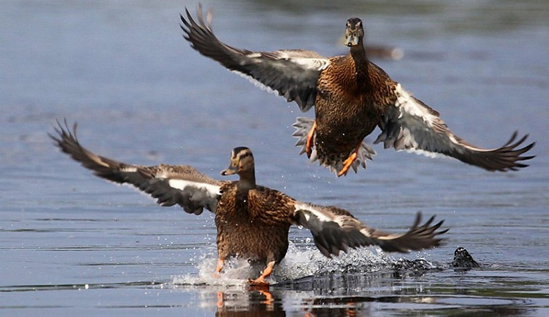 Калужские охотники на следующей неделе получат «лицензии на убийство»