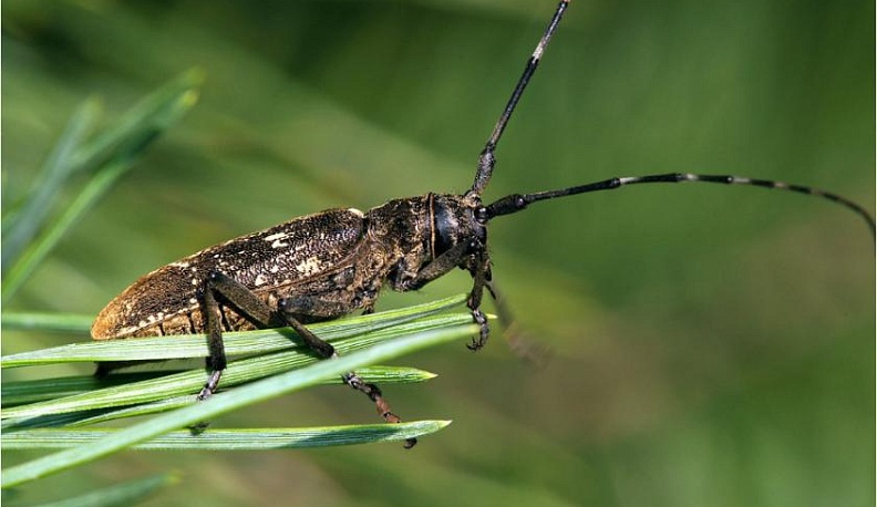 В Мосальском районе введен карантин по малому черному еловому усачу