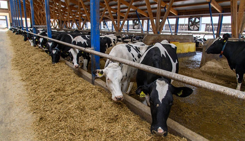 В Калужской области коровы дают более 1,3 тысяч тонн молока в сутки