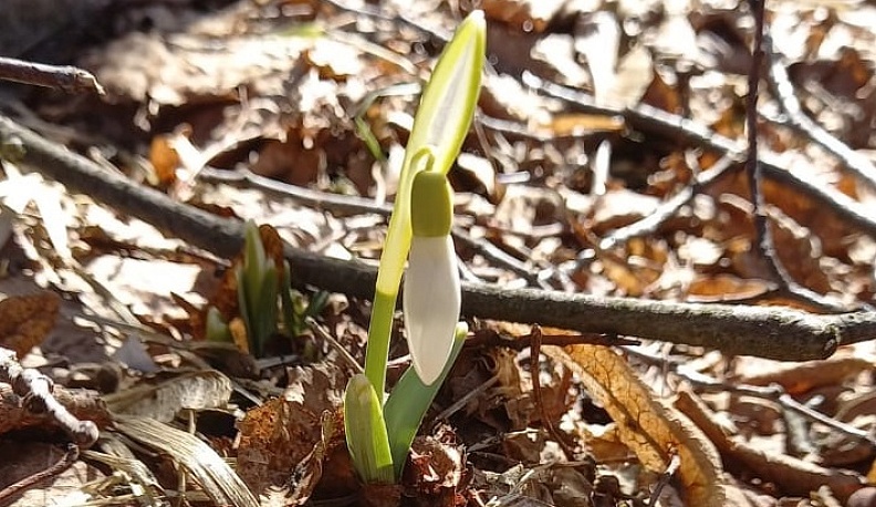 В лесах Калужской области пробились подснежники