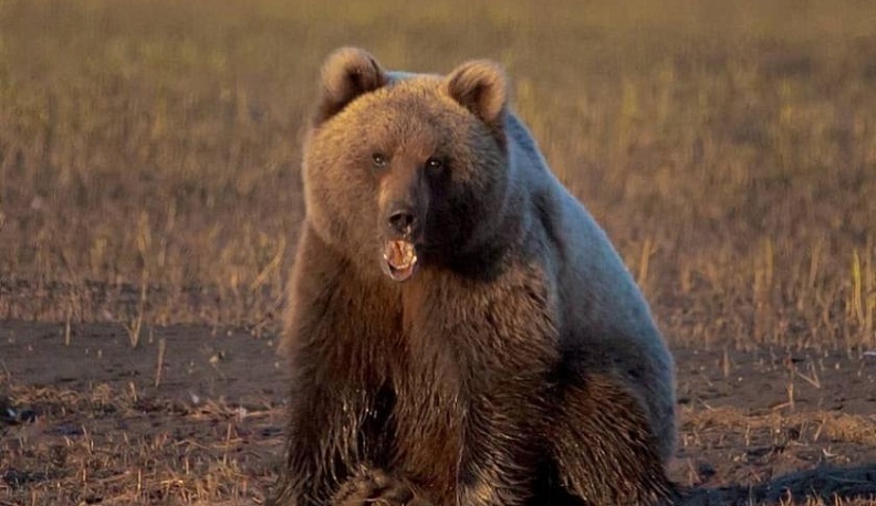 В Калужской области возрастает численность бурых медведей