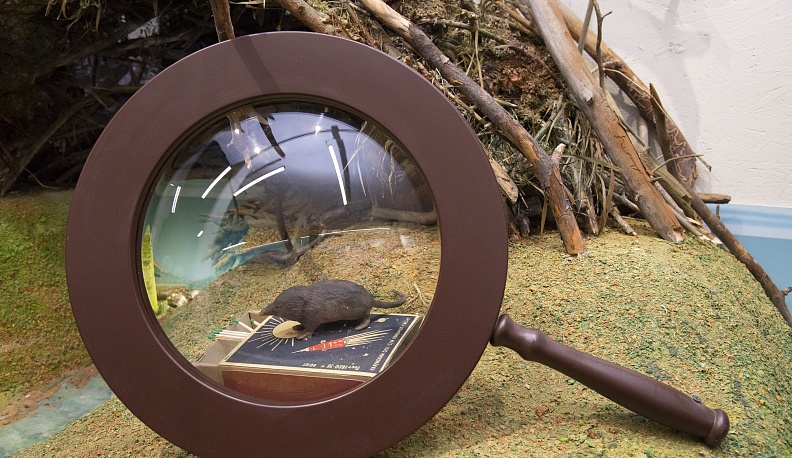 В Калужской области открылся первый в мире музей русской выхухоли