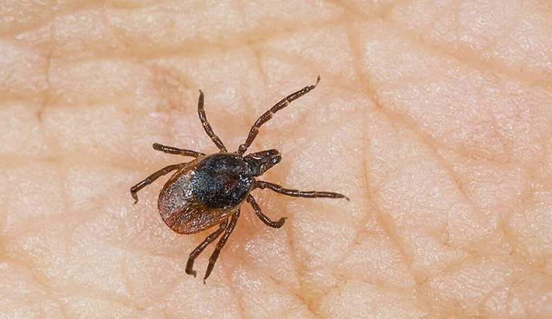 За неделю калужан 1724 раза покусали клещи 