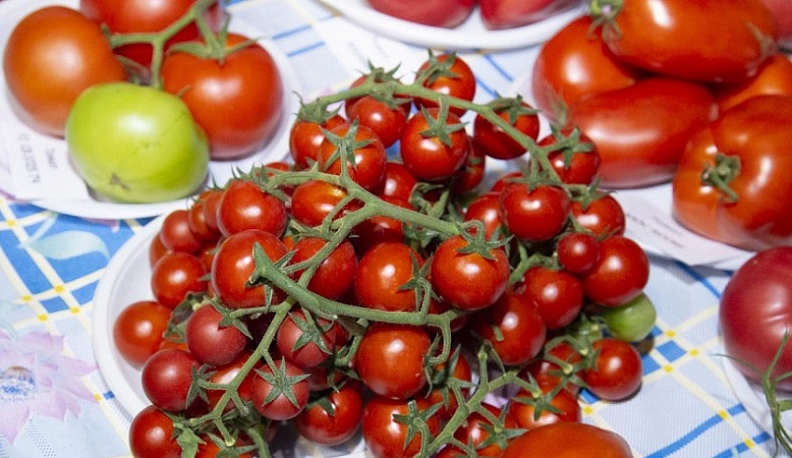 В Калужской области выявили почти 20 тонн заражённых томатов