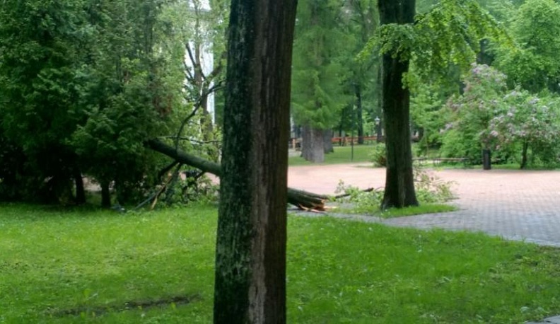 В центральном городском парке дерево упало на лавочку
