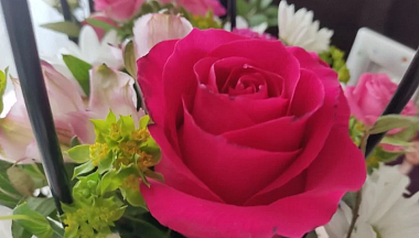 Калужские цветоводы отправили к 8 Марта миллионы растений в крупные города России и Беларусь