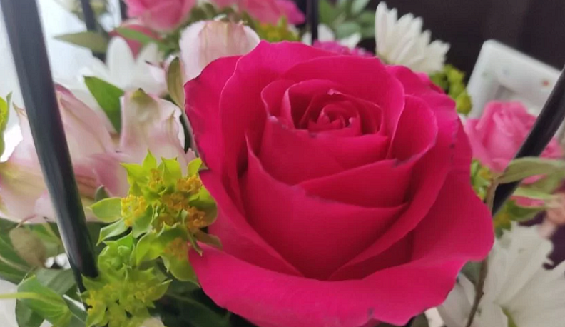 Калужские цветоводы отправили к 8 Марта миллионы растений в крупные города России и Беларусь