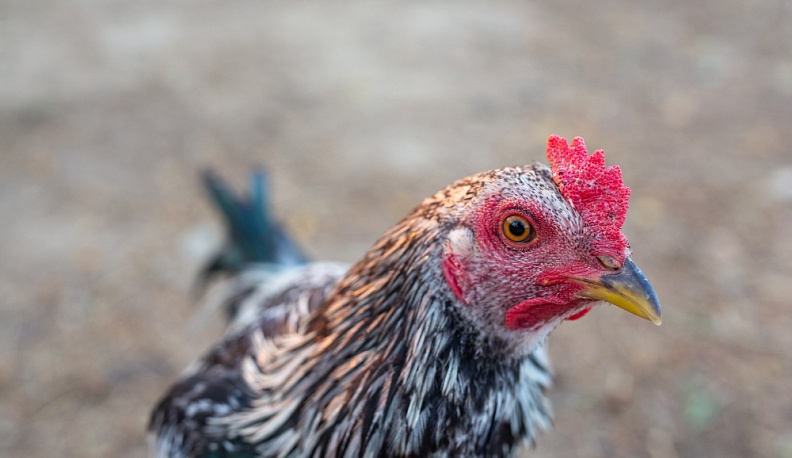 В очагах птичьего гриппа в Калужской области уничтожили птицепоголовье