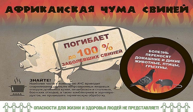 В Калужской области зарегистрированы 4 очага африканской чумы свиней